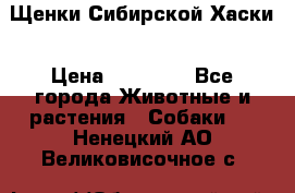 Щенки Сибирской Хаски › Цена ­ 20 000 - Все города Животные и растения » Собаки   . Ненецкий АО,Великовисочное с.